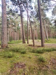 forest in the forest