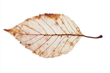Fototapeta premium A dry leaf background white white background.