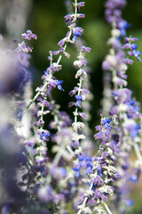 Herbs, flowers in the garden, abstraction.
