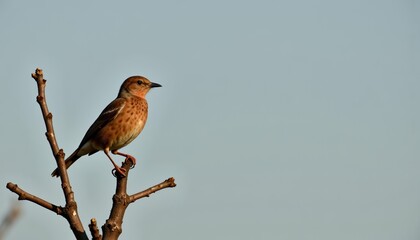 Fototapeta premium Solitary Bird Perched on Bare Tree Branch Against a Clear Blue Sky, Capturing the Essence of Nature's Simplicity and Tranquility in a Serene Outdoor Setting