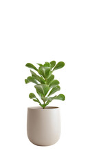 Succulent plant in a simple pot
