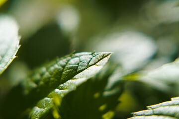 Green mint leaves, herbs in the garden.
