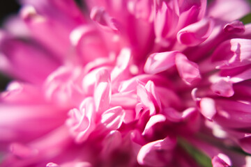 Chrysanthemums are garden flowers that bloom in autumn.
