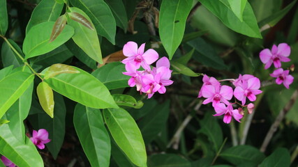 Purple orchids are beautiful and refreshing, suitable for nature concept backgrounds