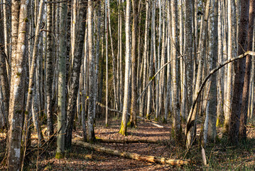 spring landscape with trees, beautiful tree trunks, vegetation without leaves and foliage, early spring in nature