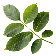 Walnut Leaf Bunch Top View White Background