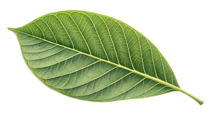 Walnut Leaf White Background