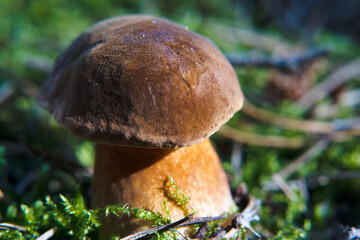 Edible mushroom, brown bay bolete, picking mushrooms in the forest.
