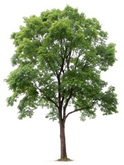 Obraz premium Tall deciduous tree with full green canopy and straight trunk on white background
