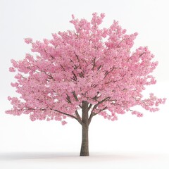 Obraz premium Pink cherry blossom tree against white background (3)