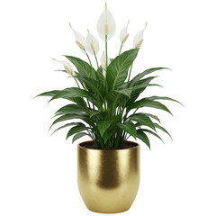 Peace lily plant in a gold pot isolated on transparent background