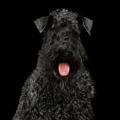 Portrait of a Kerry Blue Terrier dog on Isolated black background. High quality photo