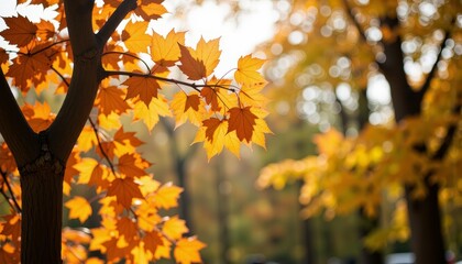 Golden Hour Autumn Scene Featuring Vibrant Orange Maple Leaves Bathed in Soft Sunlight on a Serene Afternoon Highlighting the Beauty of Fall Foliage
