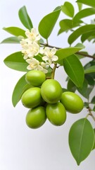 Close-up of lime green fruit and white flowers on a branch