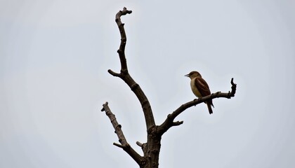 Solitary bird perched on a bare, weathered tree branch against a clear, expansive sky, capturing the serene essence of nature's tranquil moment