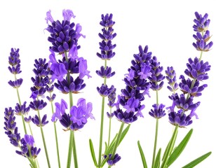 Fototapeta premium Close-up of vibrant purple lavender sprigs