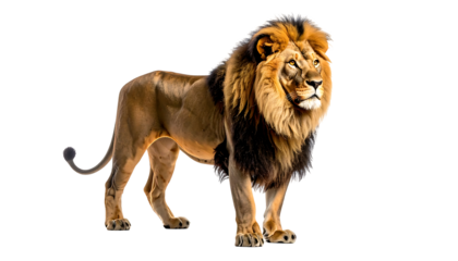A majestic male lion, tawny fur, dark mane, stands alert against a black background, powerful physique
