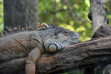 Iguana, a tropical lizard closeup