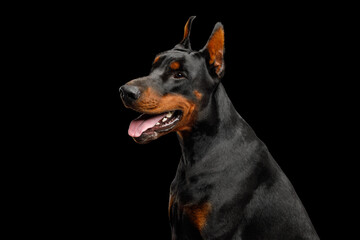 Portrait of Doberman dog profile view on isolated black background