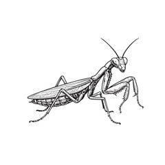 Vector illustration of a praying mantis insect, created entirely in black and white style with bold strong black outline highlighting detailed natural features.