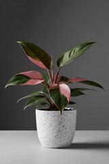 Philodendron Pink Princess © AntaRaya