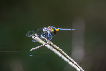 Blue dasher dragonfly (pachydiplax longipennis) sitting on a branch in Carney Island Park in Ocklawaha, Florida