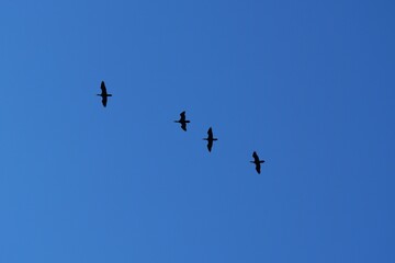 Silhouettes of cormorants flying in formation against a clear blue sky, symbolizing migration, freedom, and wildlife in nature