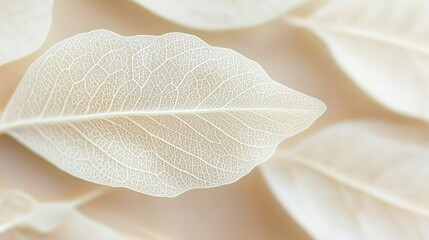 Obraz premium Delicate White Leaves with Translucent Veins Gracefully Arranged on Pale Sand, Nature s Harmony