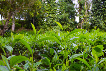 Fresh Green Tea Leaves Close Up in Organic Herbal Farm with Morning Sunlight. Natural Eco Plantation for Healthy Organic Drinking Tea.Organic Tea Plantation for Relaxation and Health. Green Tea leaves