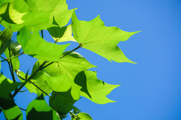 leaves Cotton flowers, among green leaves and soft blurred style for background, selective focus point.	