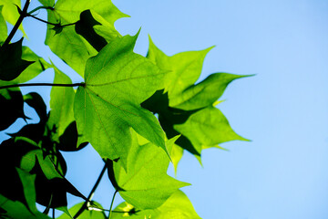 leaves Cotton flowers, among green leaves and soft blurred style for background, selective focus point.	