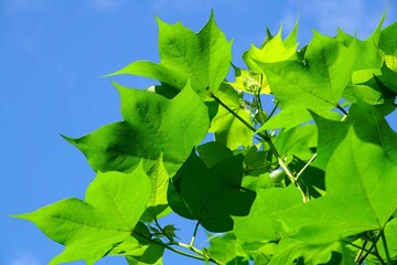 leaves Cotton flowers, among green leaves and soft blurred style for background, selective focus point.	