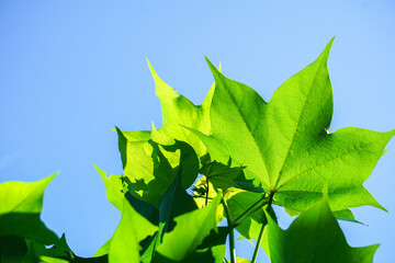 leaves Cotton flowers, among green leaves and soft blurred style for background, selective focus point.	