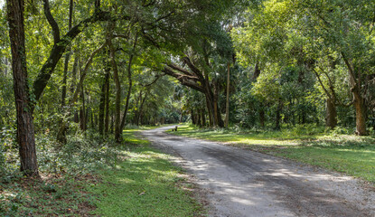 Fototapeta premium A peaceful and serene hiking trail in Carney Island Park in Ocklawaha, Florida