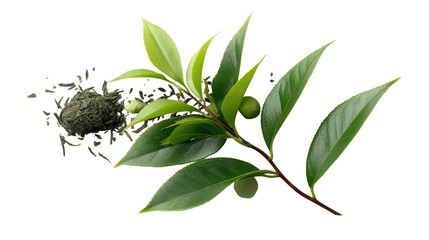 Fresh Tea Leaves: A vibrant cluster of tea leaves and buds, accompanied by a delicate pile of dried leaves, showcases the essence of this healthy and natural beverage.