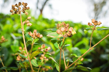 Scenic Mountain Landscape with Green Forest Trees under Blue Sky and White Clouds in Tropical Nature. Beautiful Mountain Valley with Lush Green Forest, Natural Mountain Hills Covered with Green Trees