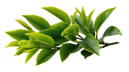 Green Tea Leaf Detail: Close-up on a verdant tea leaf sprig, revealing intricate details and freshness in a captivating botanical study.