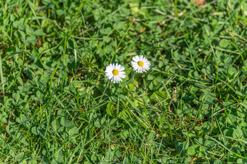 Two daisies Bellis perennis bloom side by side in the grass. Their white petals and yellow centers brighten the lawn. © Jakob