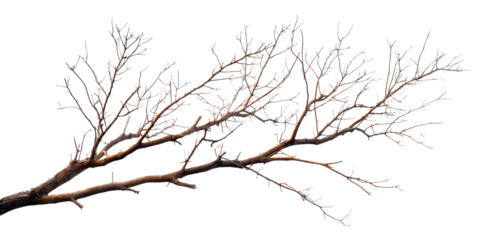 dead leafless tree branch isolated on white or transparent png