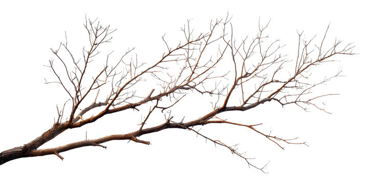 dead leafless tree branch isolated on white or transparent png