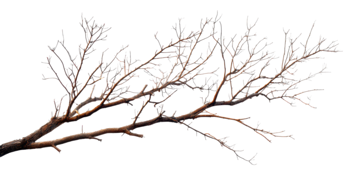 dead leafless tree branch isolated on white or transparent png