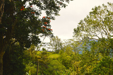 A Majestic Mountain Landscape Revealing the Rich Diversity. Exploring the Layers of Nature. A Mountain Scene Showcasing Distinct Ecological Zones and Vegetation Patterns. Nature Landscapes Sri Lanka