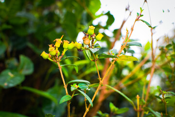 Closeup of Osbeckia octandra Plant with Dry Seed Capsules and Fresh Green Leaves in Natural Background. Dried Fruit Capsules of Osbeckia octandra with Green Foliage on Branch in Tropical Environment