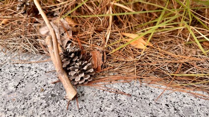 pine cones on footpath background