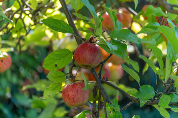 Apple tree Malus domestica branch with apples. Apples Malus domestica grow in clusters on a tree branch. Their red skin contrasts with the vivid green leaves.