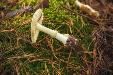 The poisonous mushroom death cap