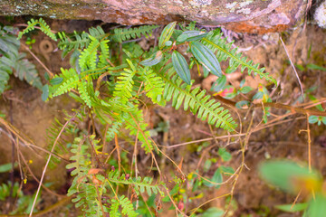 Small Green Plants Thriving Beautifully in the Moist and Refreshing Conditions of the Rainy Season. Tiny Rain-Loving Plants Growing Vibrantly in Damp Soil During the Monsoon Months.