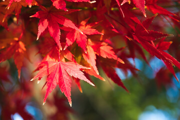モミジ、光に透けて
Maple Leaves Glowing in the Light