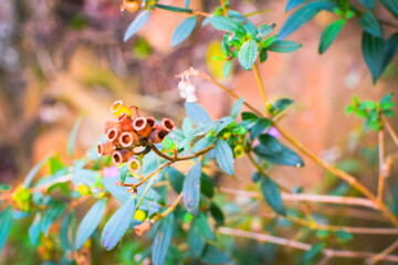 Closeup of Osbeckia octandra Plant with Dry Seed Capsules and Fresh Green Leaves in Natural Background. Dried Fruit Capsules of Osbeckia octandra with Green Foliage on Branch in Tropical Environment