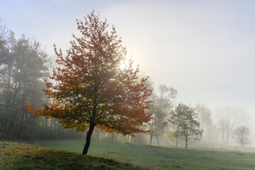 A young beech tree in red and yellow in autumn